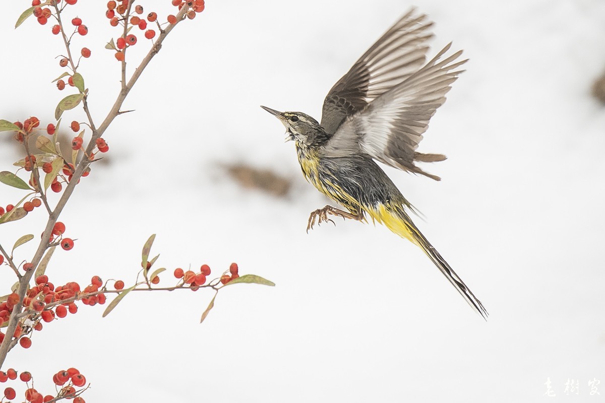 湿漉漉的灰鹡鸰