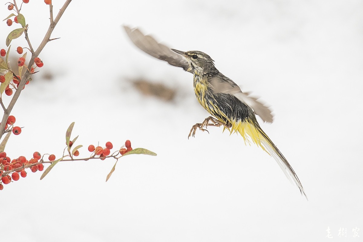 湿漉漉的灰鹡鸰