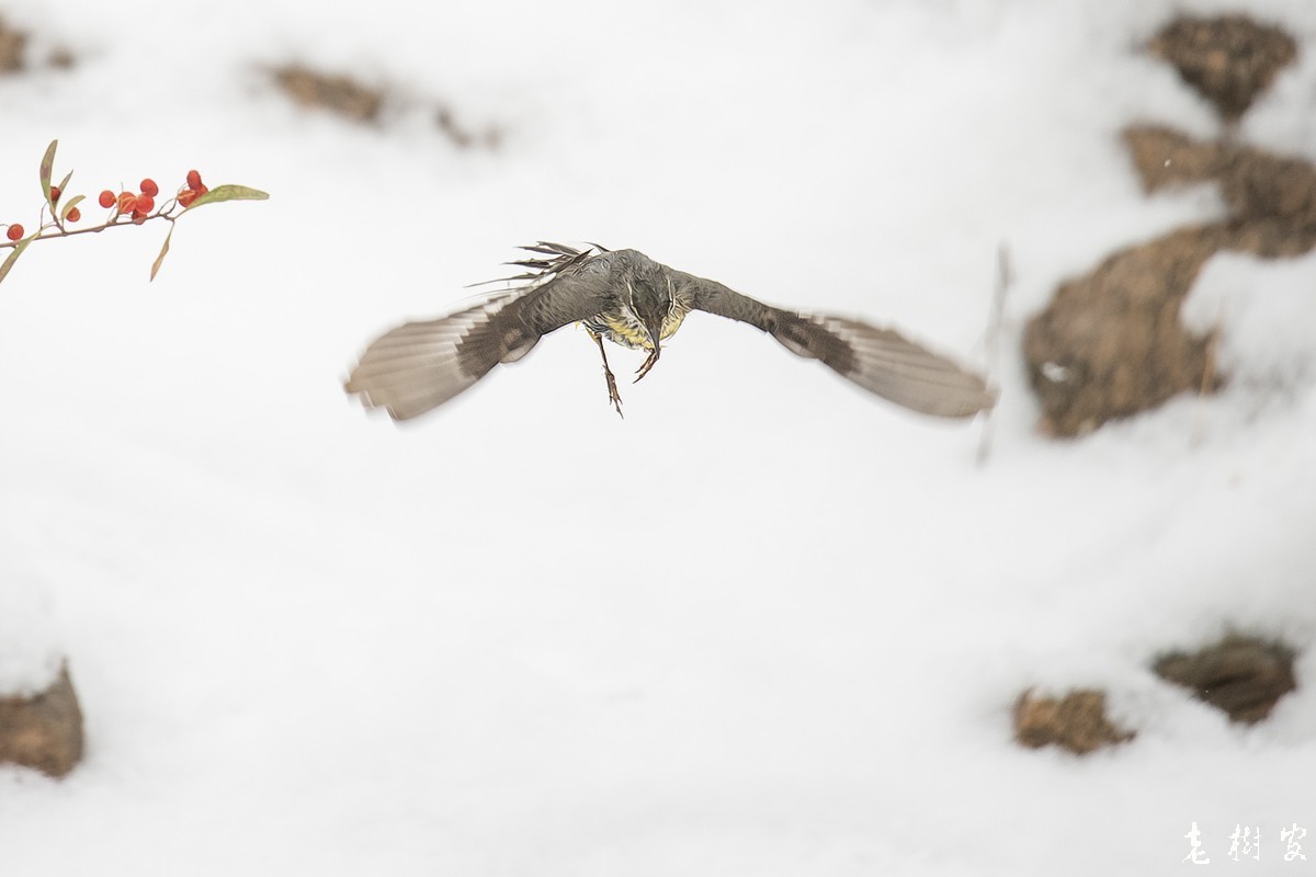 湿漉漉的灰鹡鸰