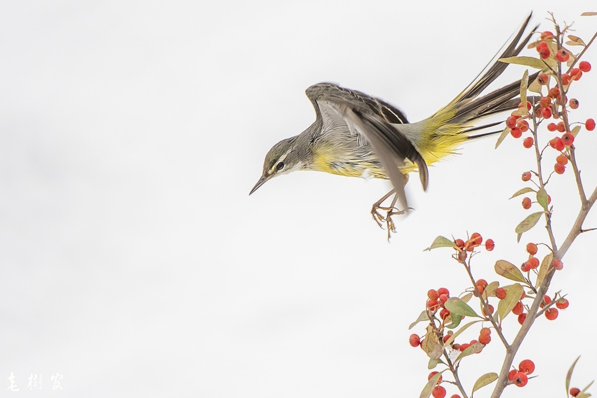 湿漉漉的灰鹡鸰