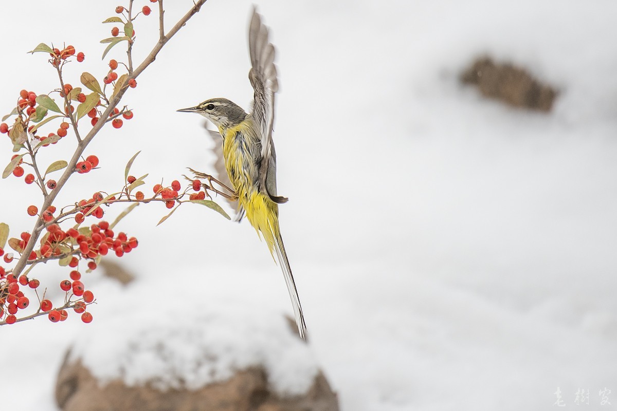 湿漉漉的灰鹡鸰