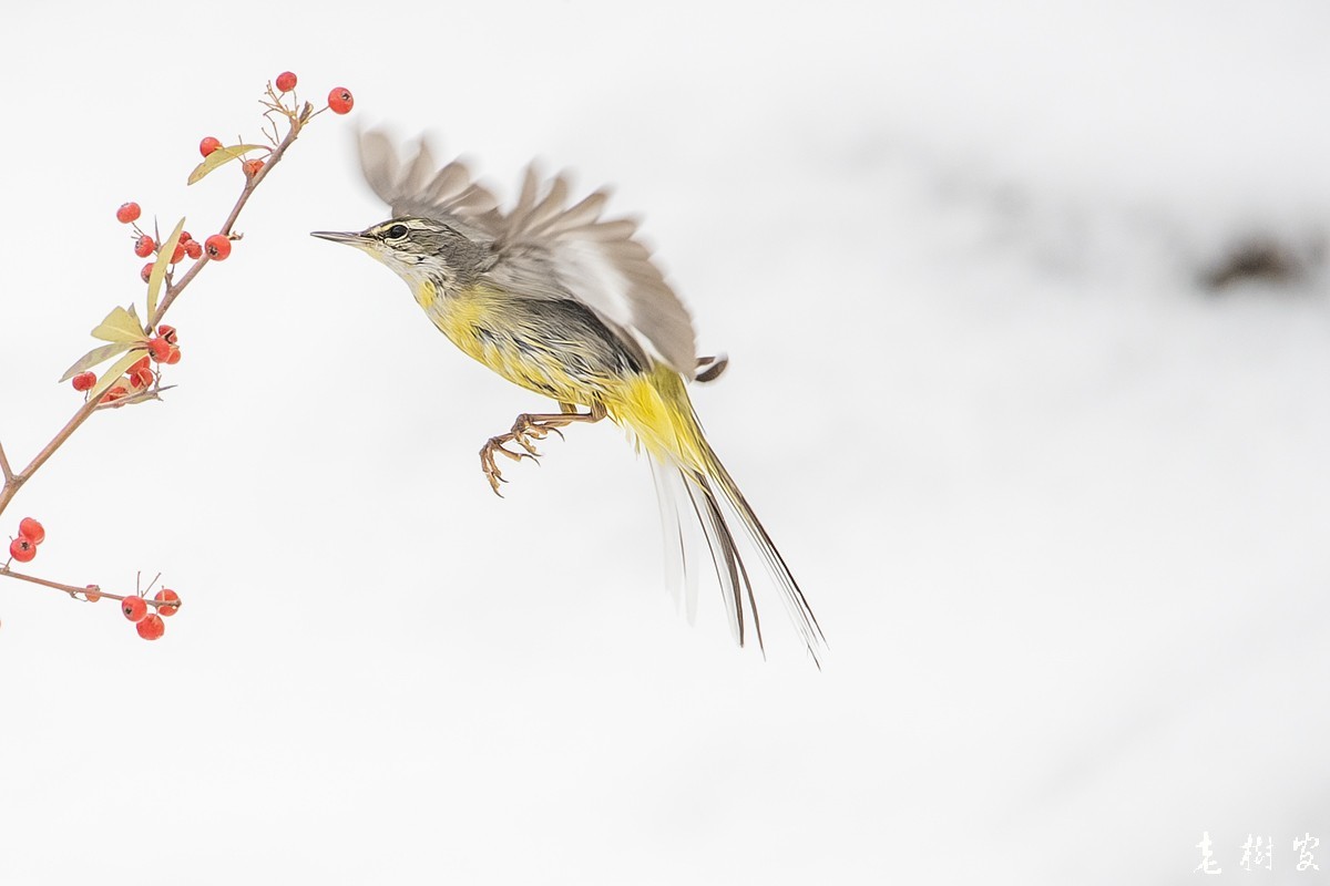 湿漉漉的灰鹡鸰