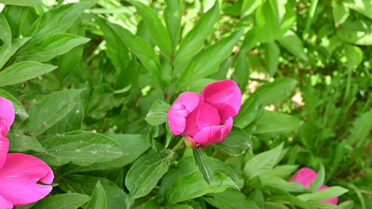 芍药花