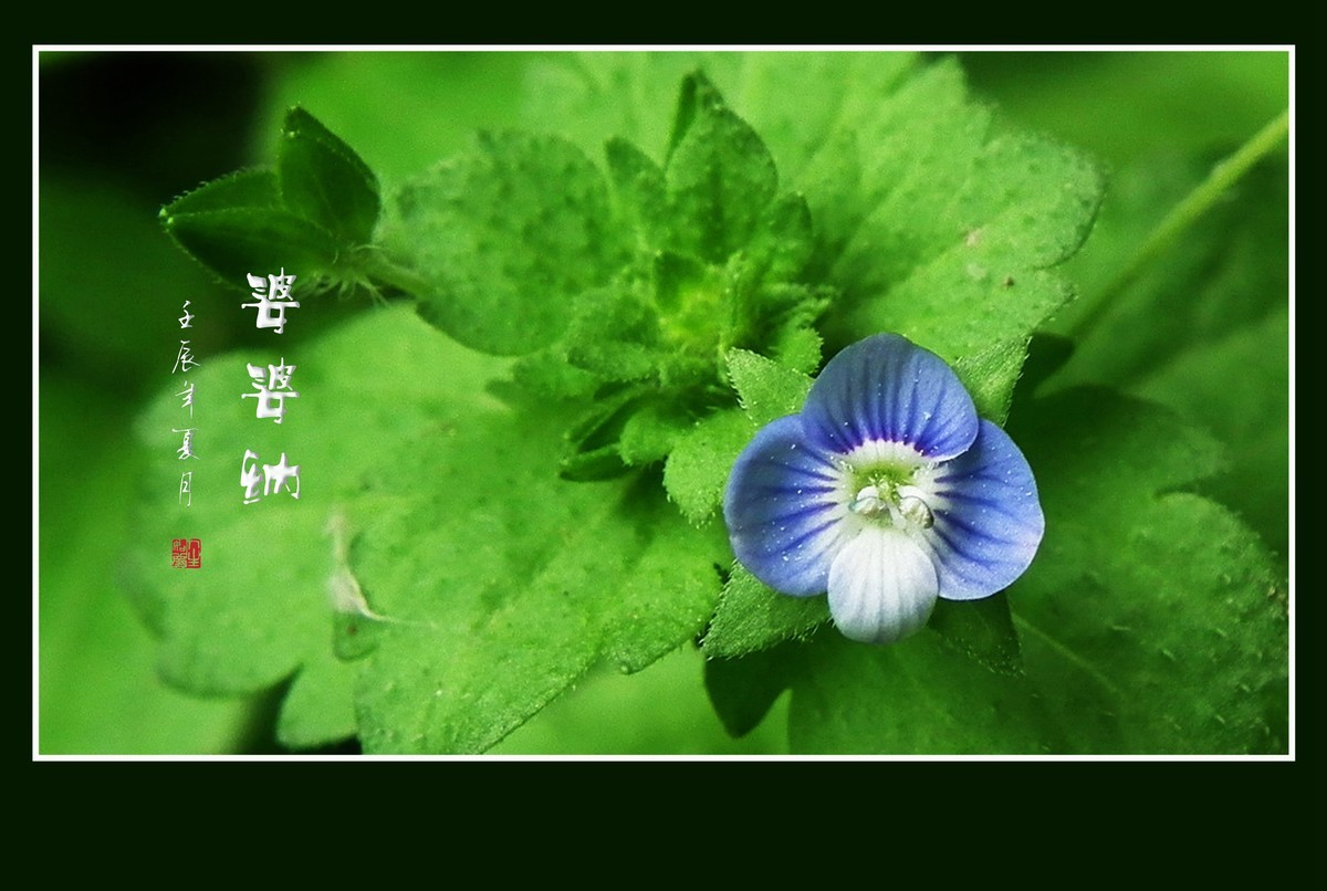 细小灵巧的小野花-婆婆纳