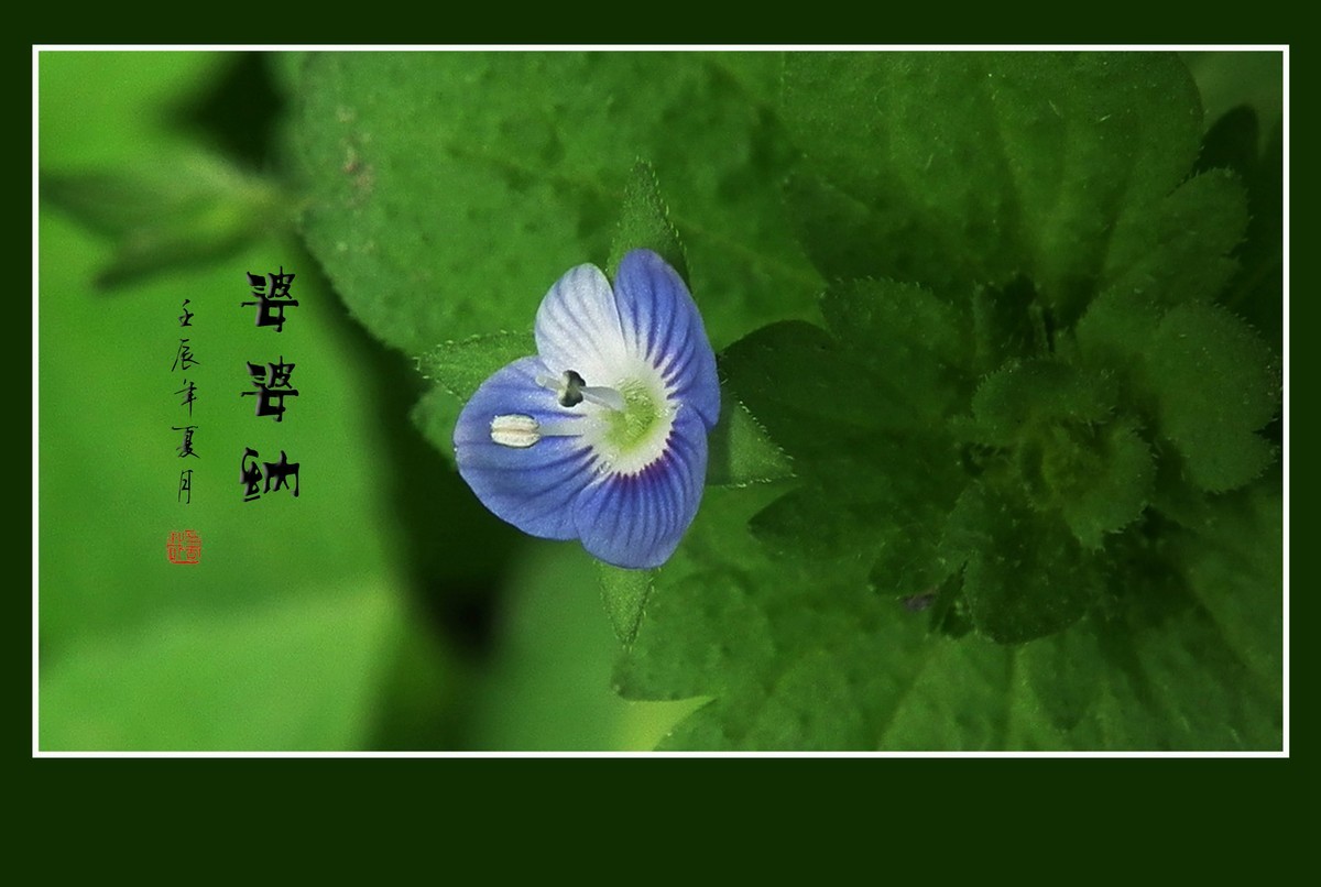 细小灵巧的小野花-婆婆纳