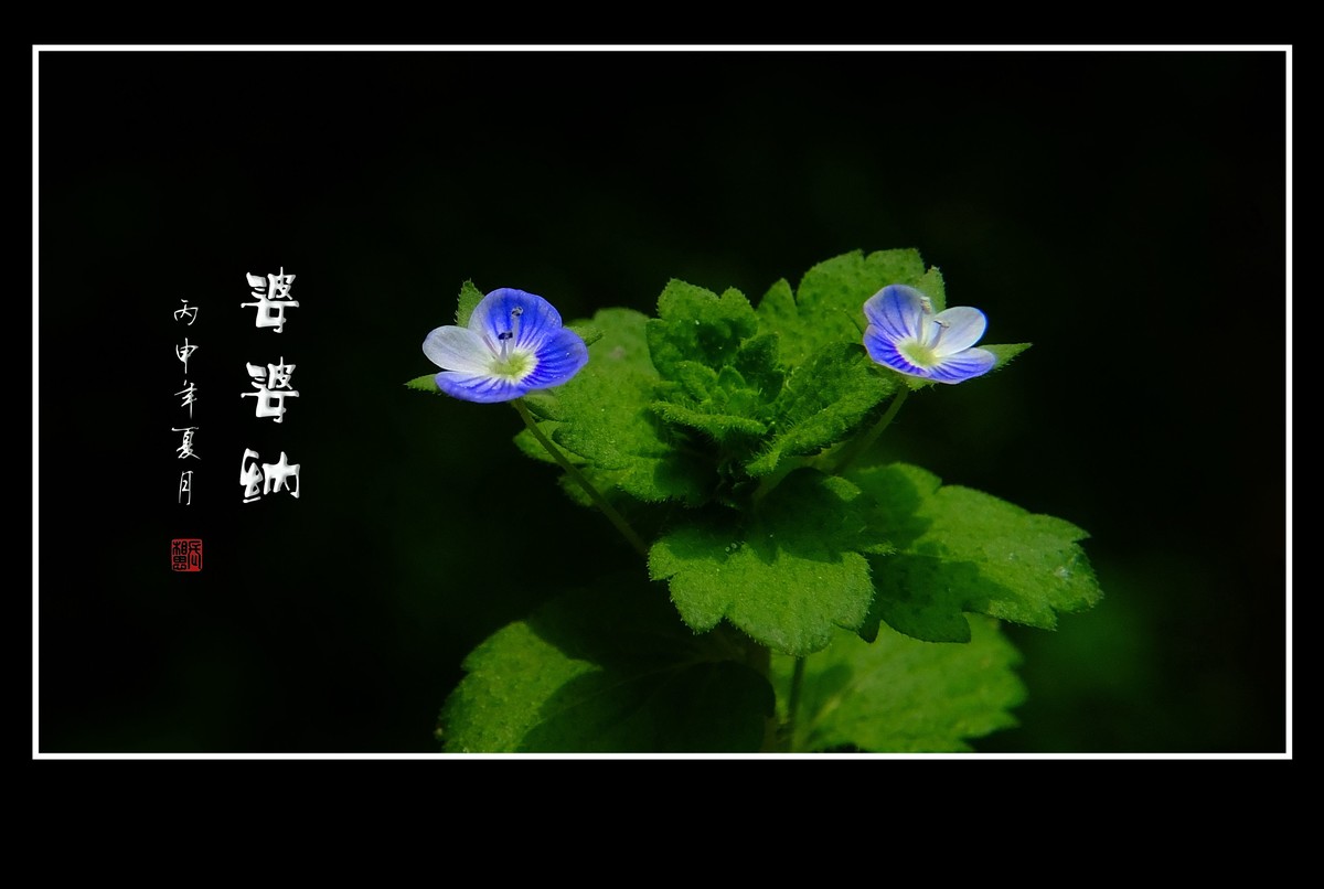 细小灵巧的小野花-婆婆纳