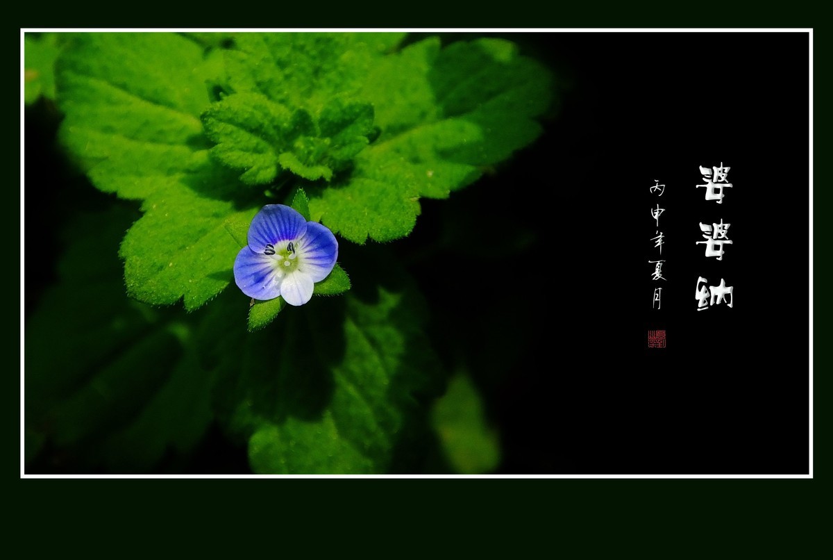 细小灵巧的小野花-婆婆纳