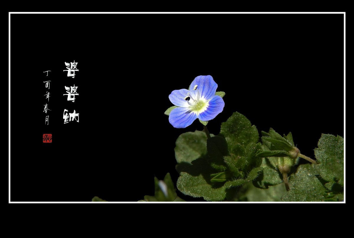 细小灵巧的小野花-婆婆纳