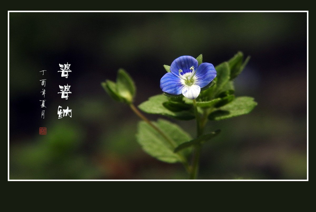 细小灵巧的小野花-婆婆纳