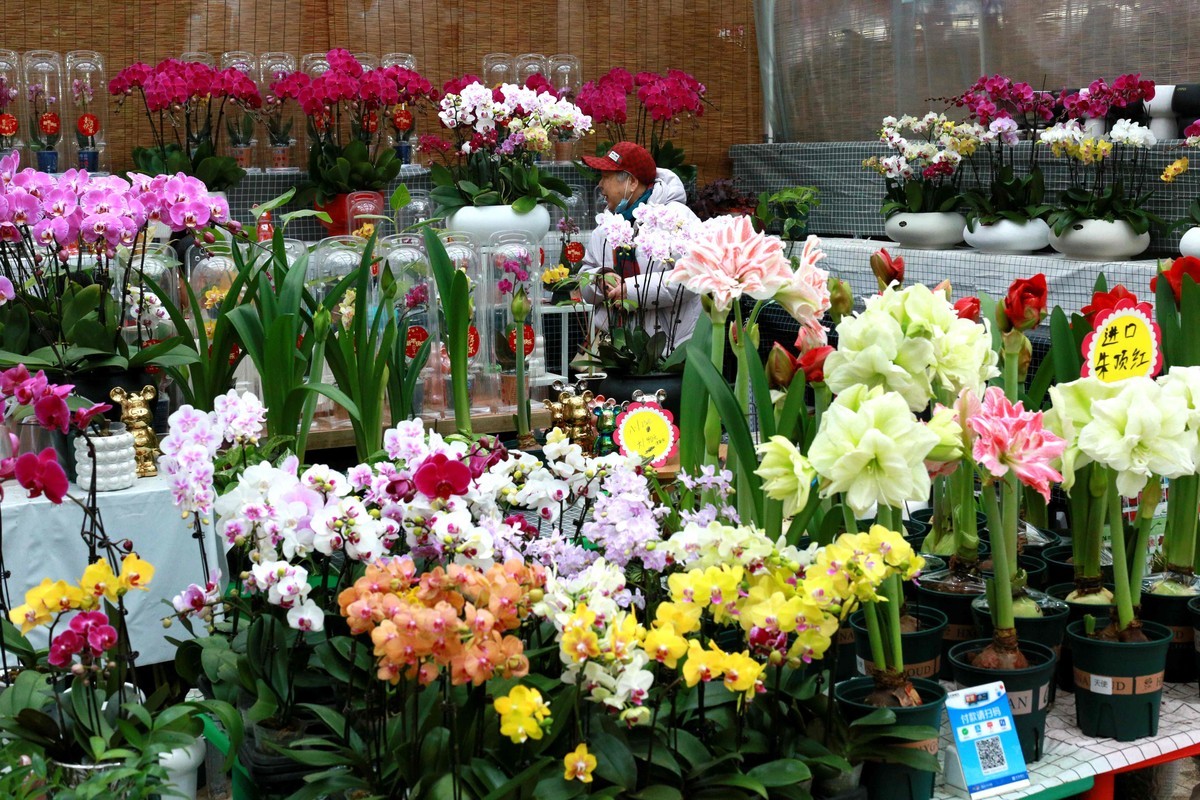 2024年拍花枝招展