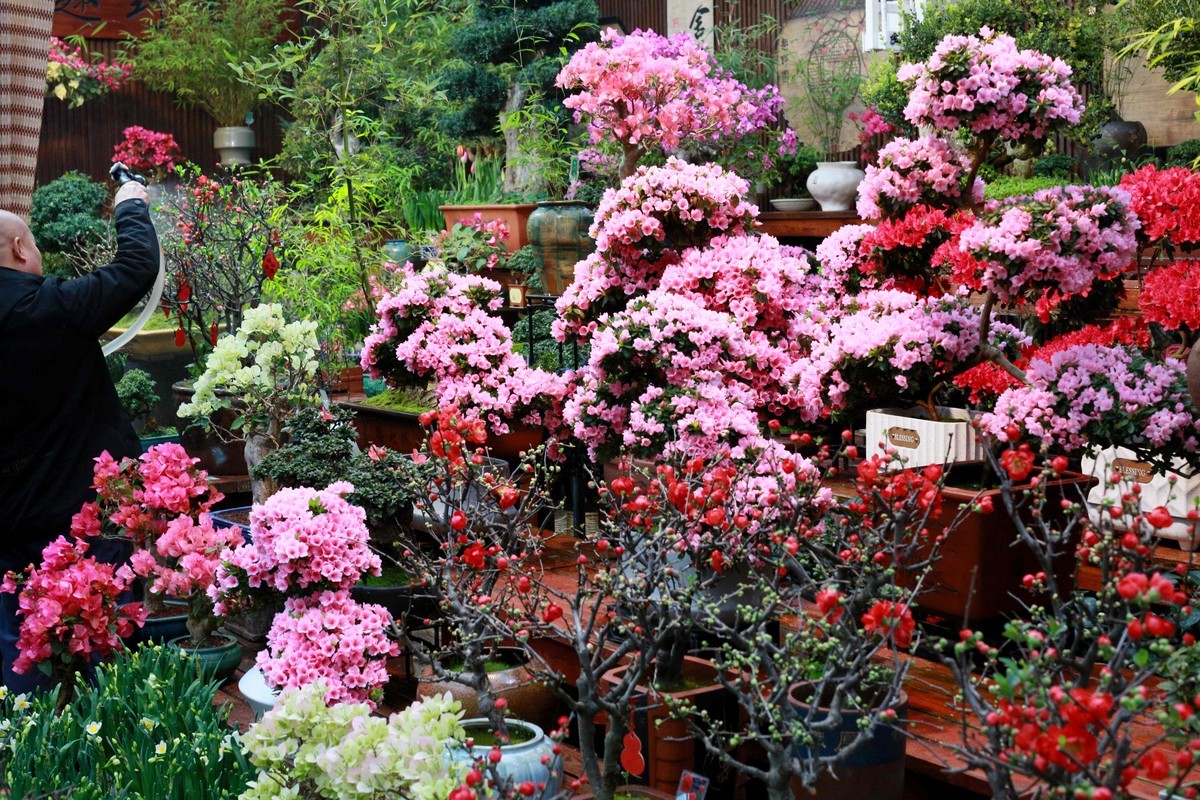 2024年拍花枝招展