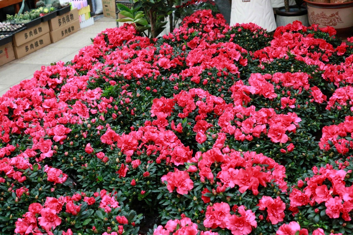 2024年拍花枝招展