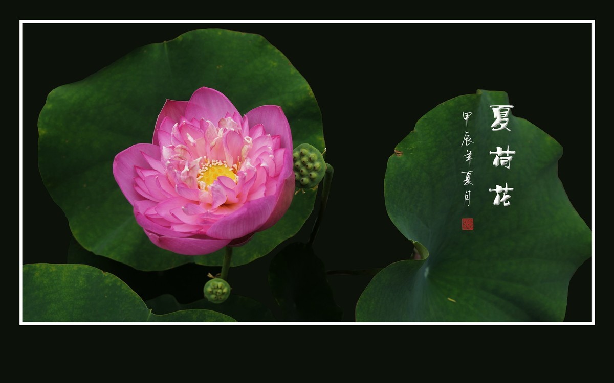 漂亮的盆栽荷花