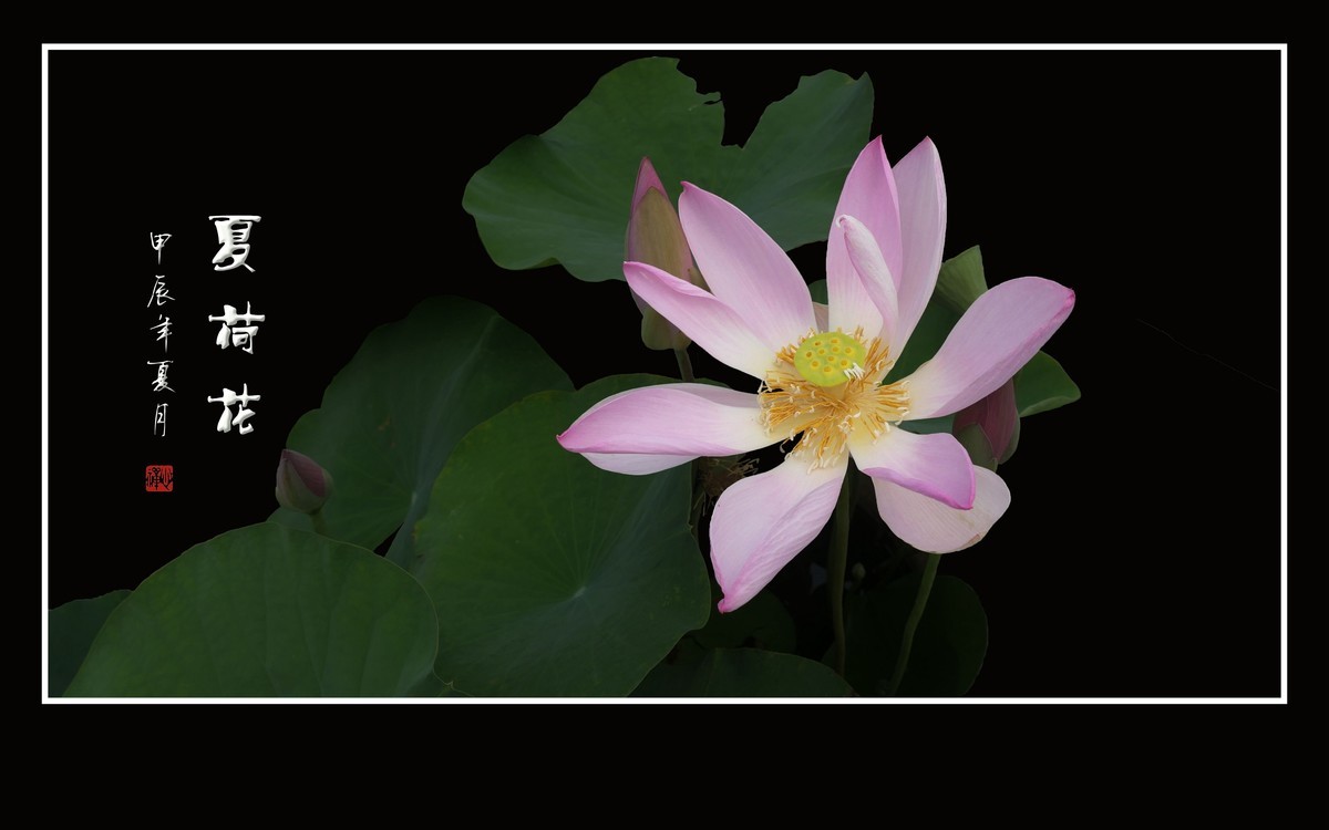 漂亮的盆栽荷花