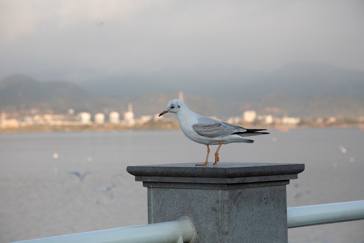 1204昆明湖边抓拍海鸥
