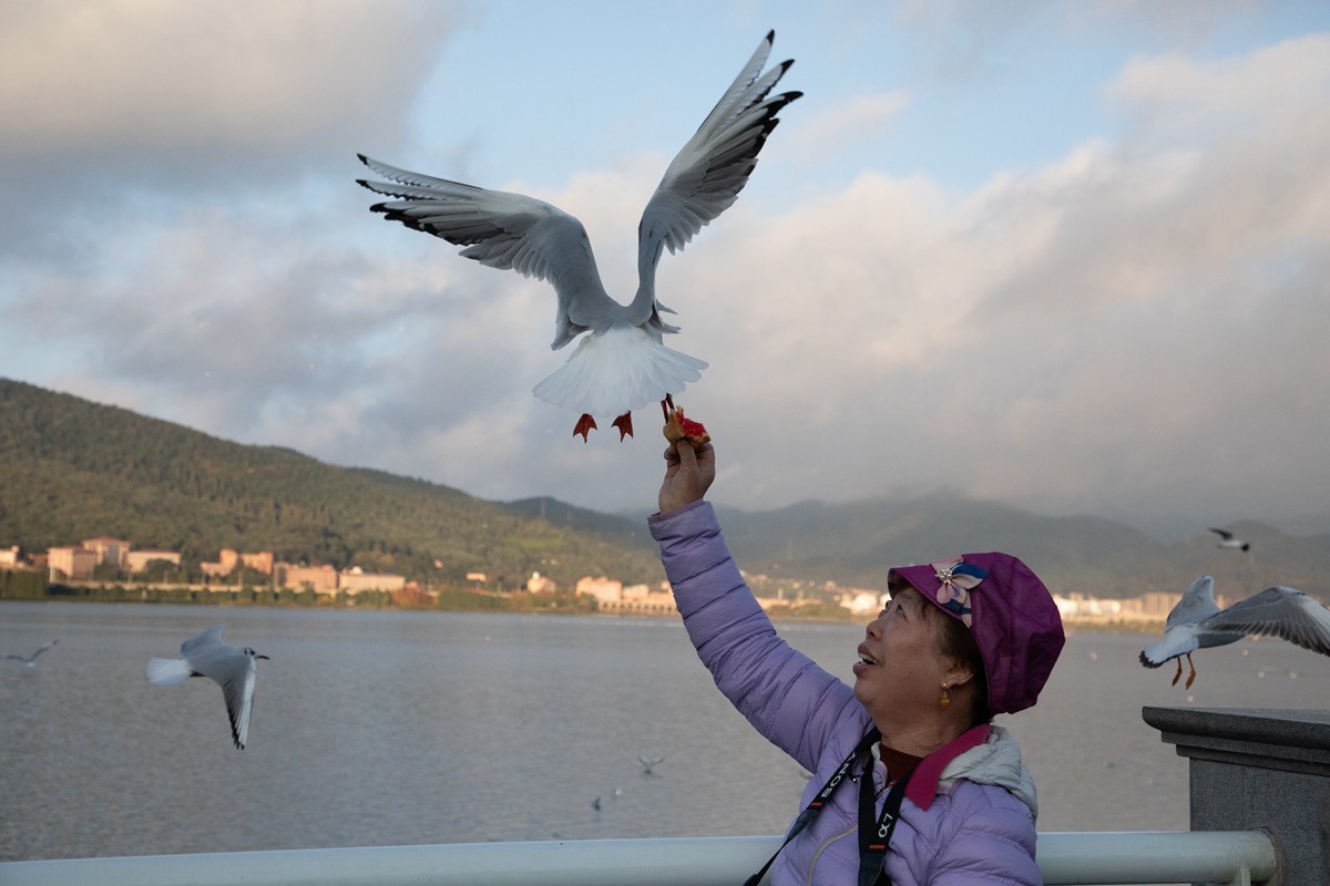 1204昆明湖边抓拍海鸥