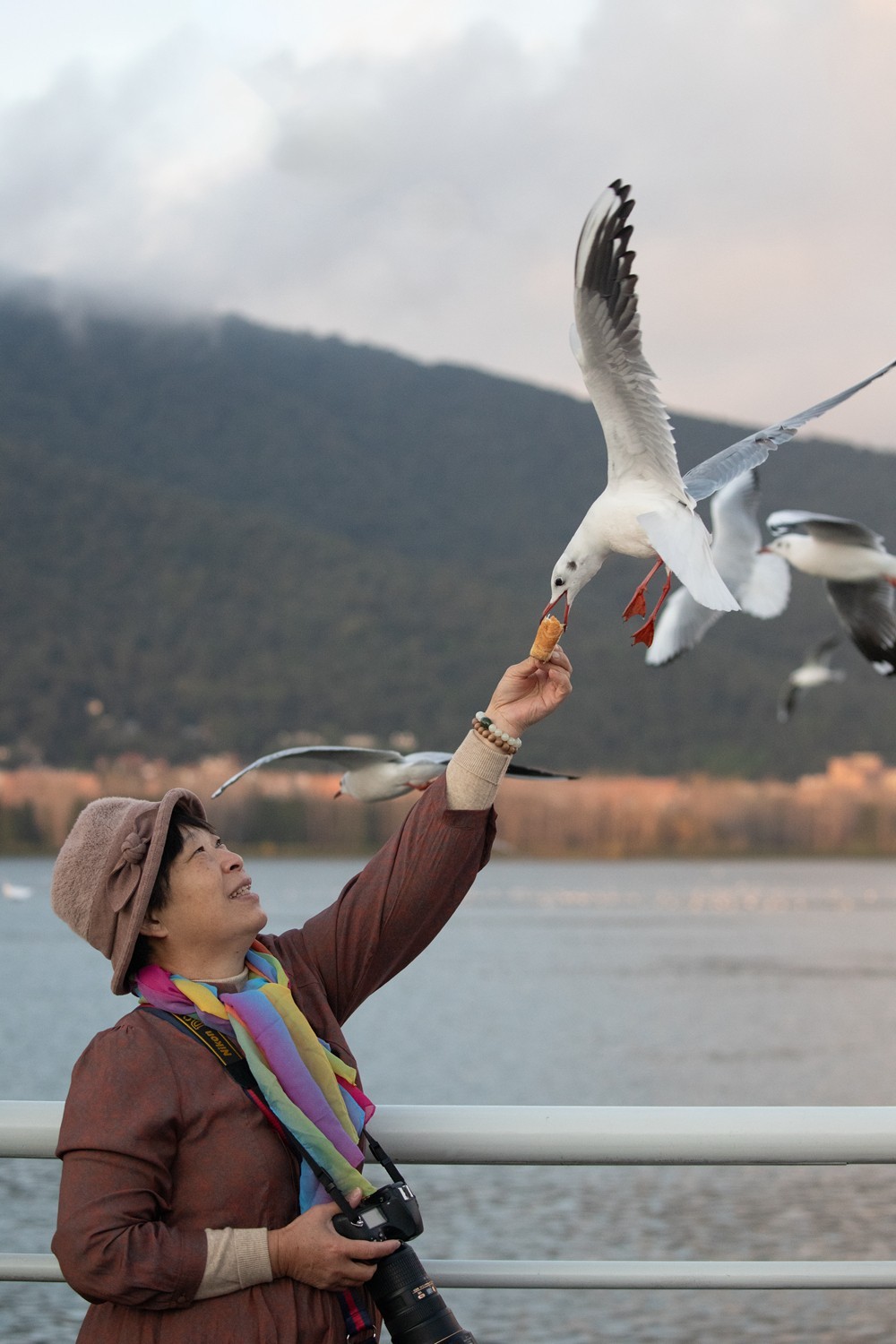 1204昆明湖边抓拍海鸥