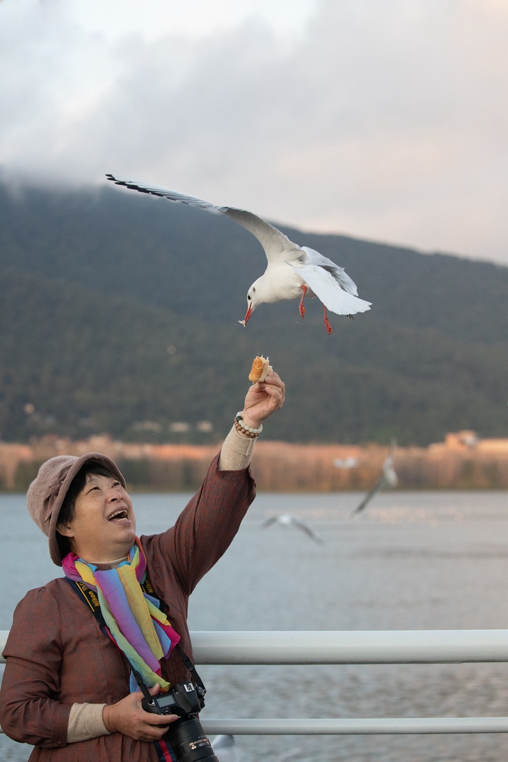 1204昆明湖边抓拍海鸥