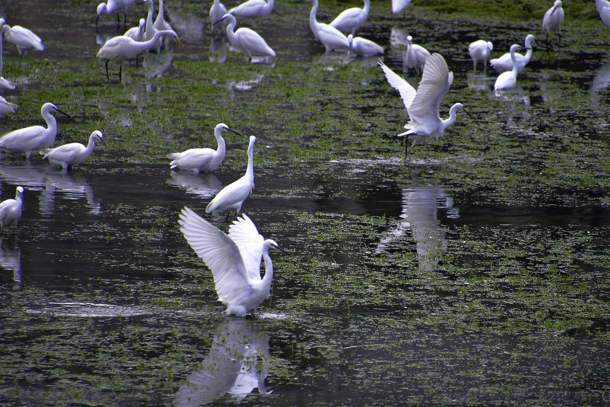 白鹭一群