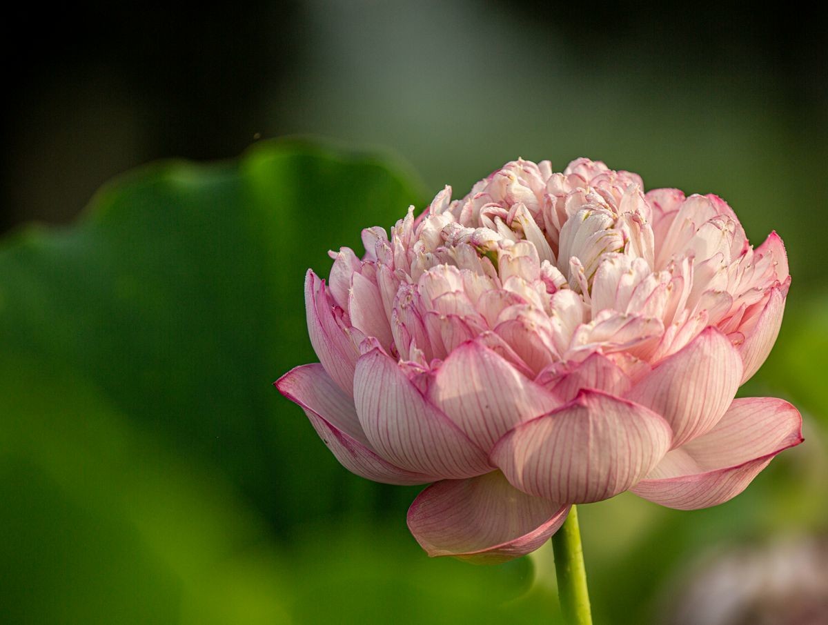 莲荷国复瓣荷花(3)