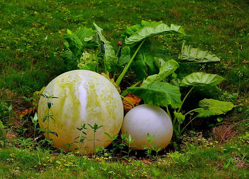 952【不老松：海南游摄纪实】临高长島兰湾美景！(2)美化小区的筛品！
