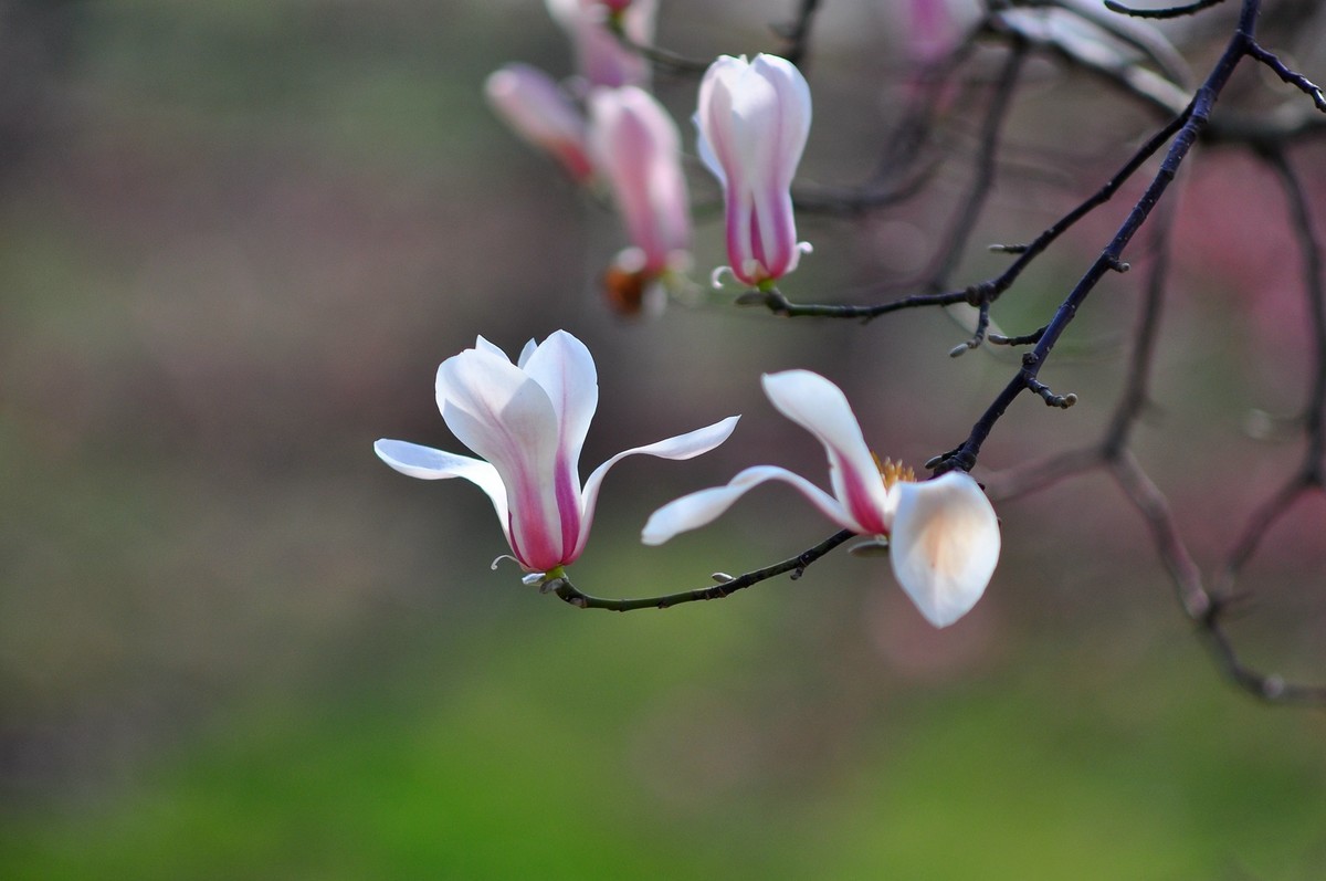 《D90+小小黑直出片》