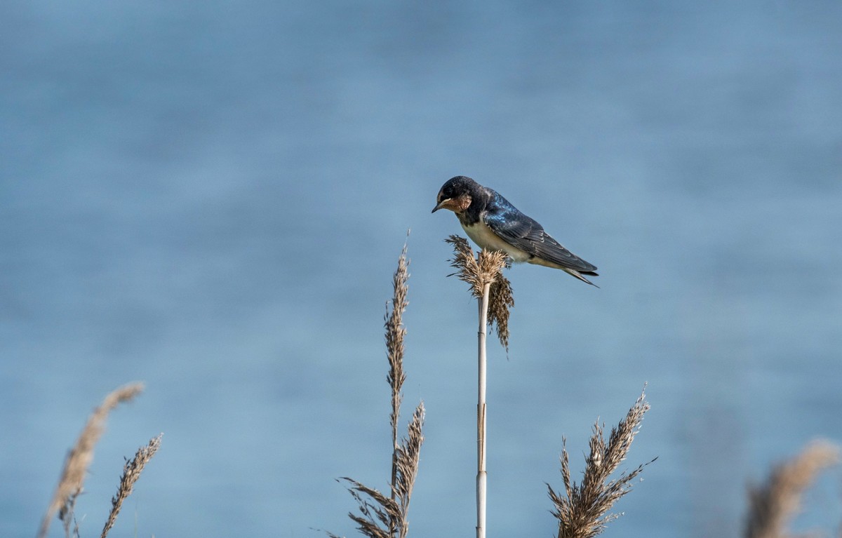 初夏的小燕子（四）