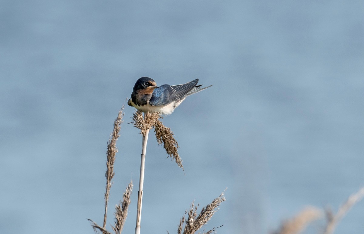 初夏的小燕子（四）