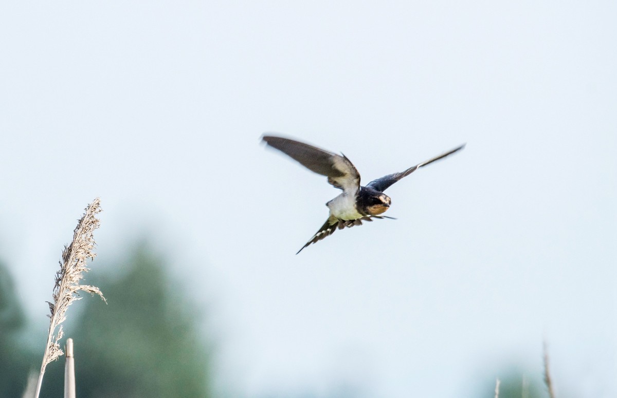 初夏的小燕子（四）