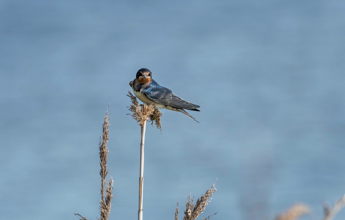 初夏的小燕子（四）