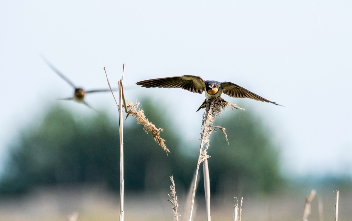 初夏的小燕子（四）