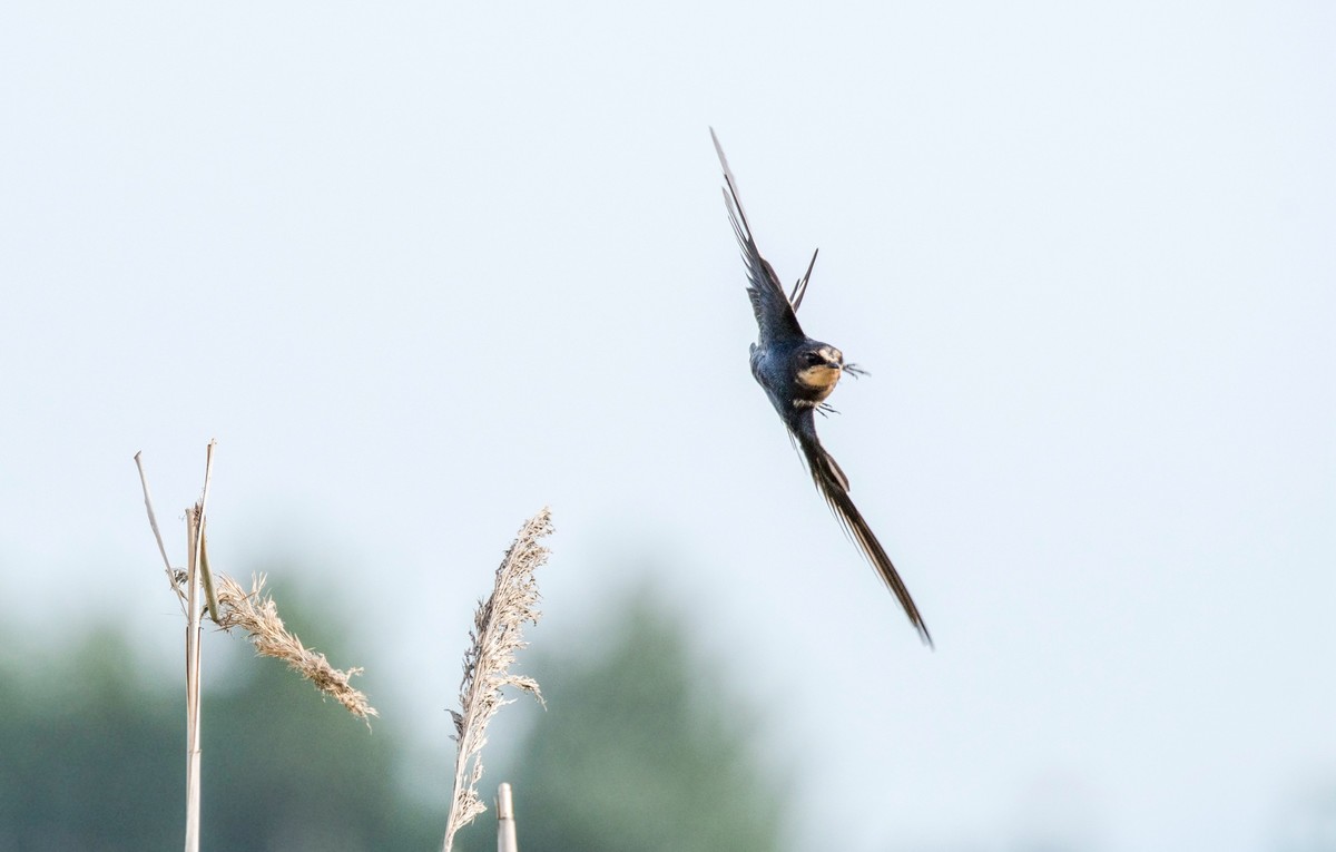 初夏的小燕子（四）