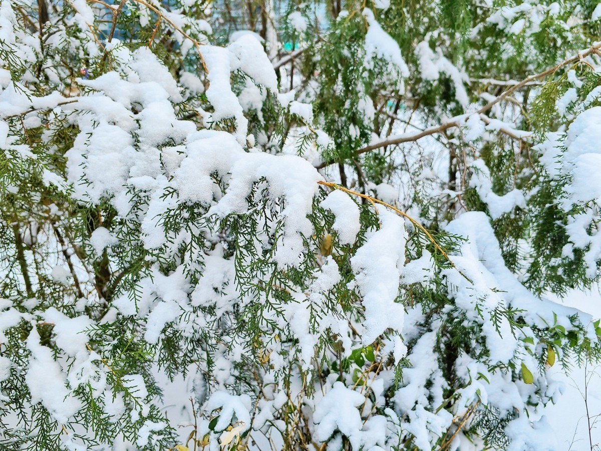 2023北京入冬第一场雪