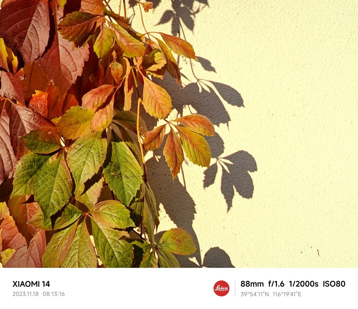 （小米莱卡镜头深秋温柔起来，天 穹 且 与 银 杏 私 语 凭 肩 只 用 了 一 种 颜色，
