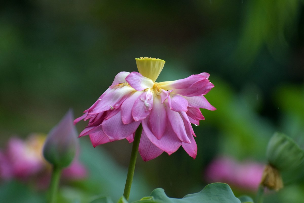 细雨绵绵，雨中拍的荷花别有一番意境（2）