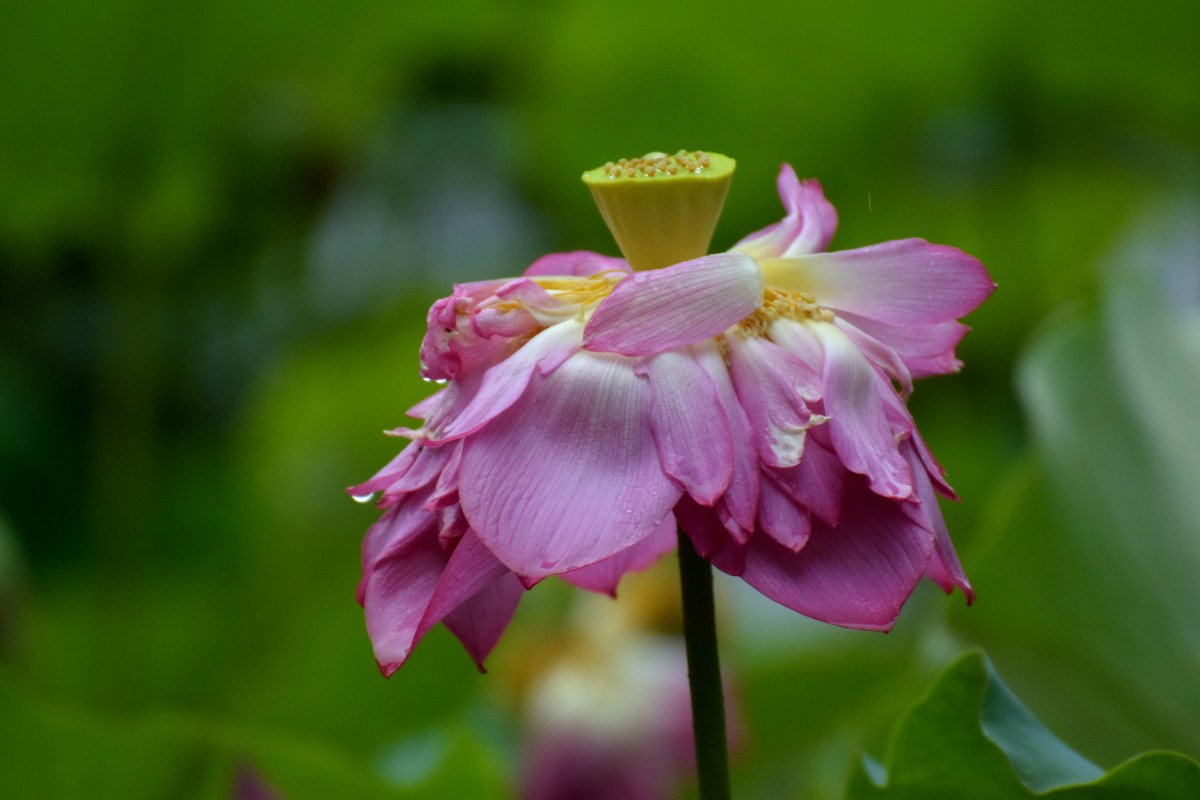 细雨绵绵，雨中拍的荷花别有一番意境（2）
