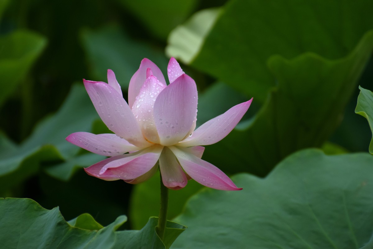 细雨绵绵，雨中拍的荷花别有一番意境（2）