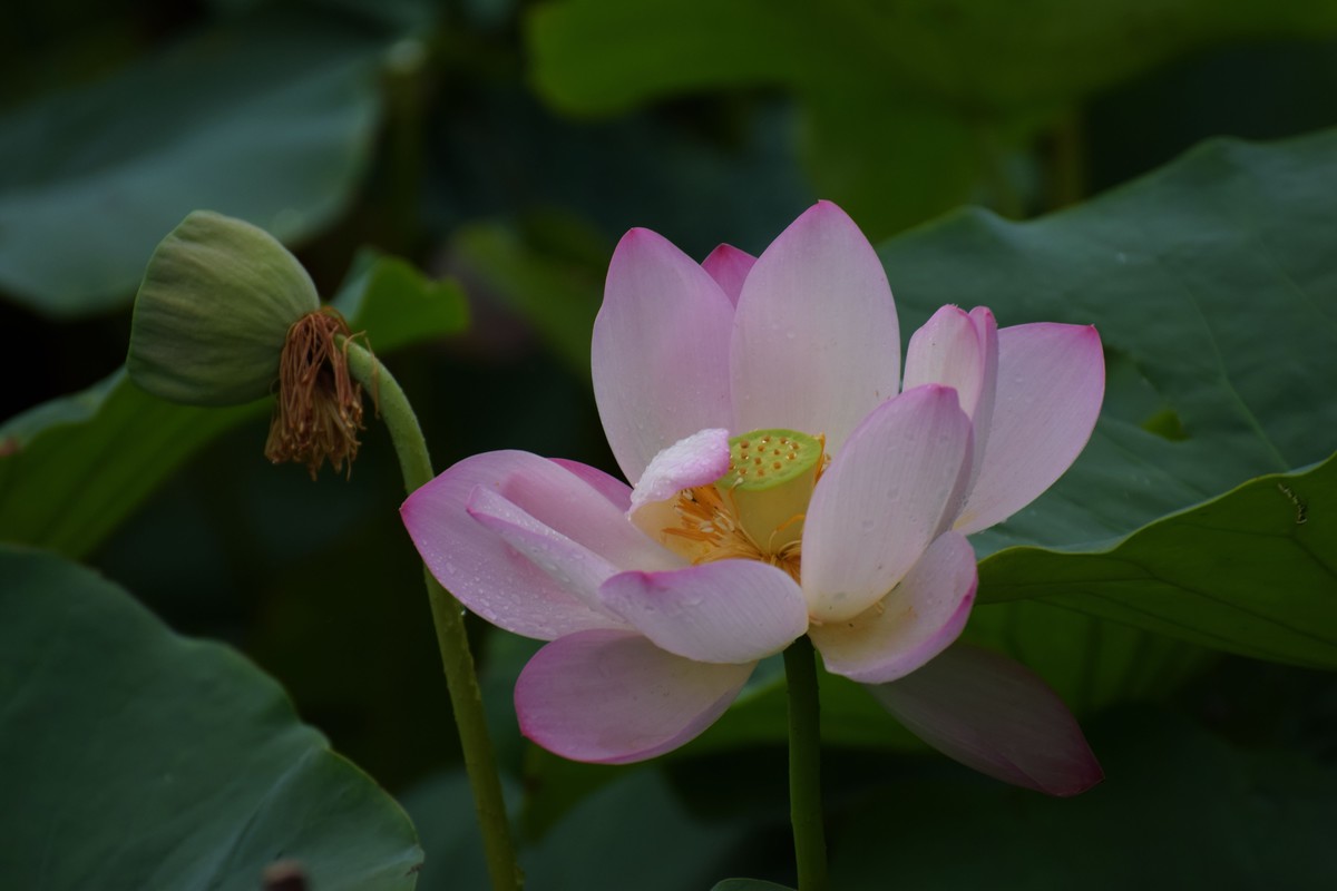 细雨绵绵，雨中拍的荷花别有一番意境（2）