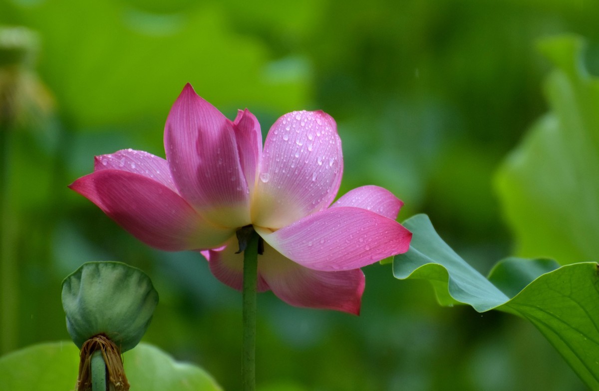 细雨绵绵，雨中拍的荷花别有一番意境（2）