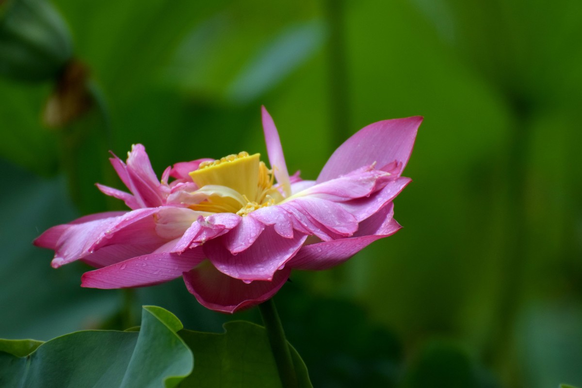 细雨绵绵，雨中拍的荷花别有一番意境（2）