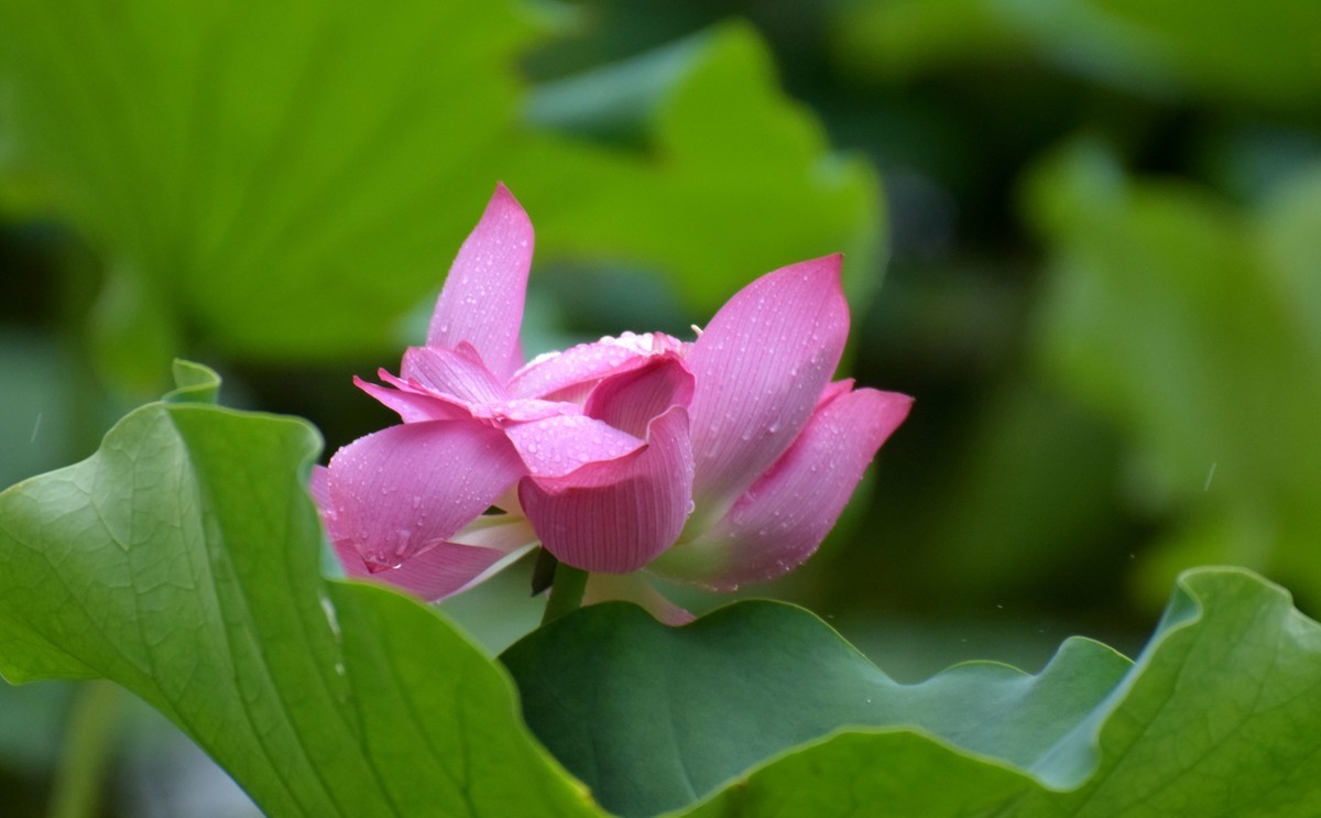 细雨绵绵，雨中拍的荷花别有一番意境（2）