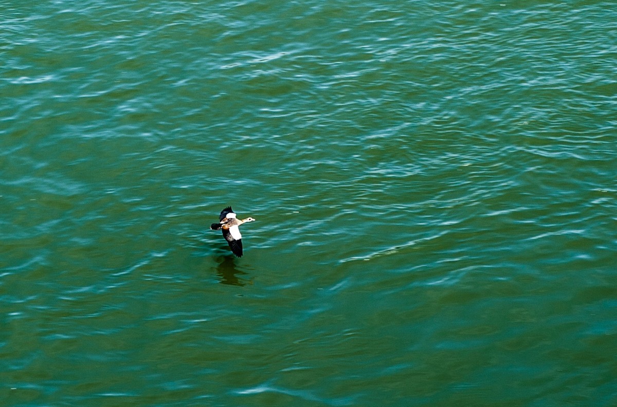 梦幻“莱茵”之巴塞尔段（瑞士）