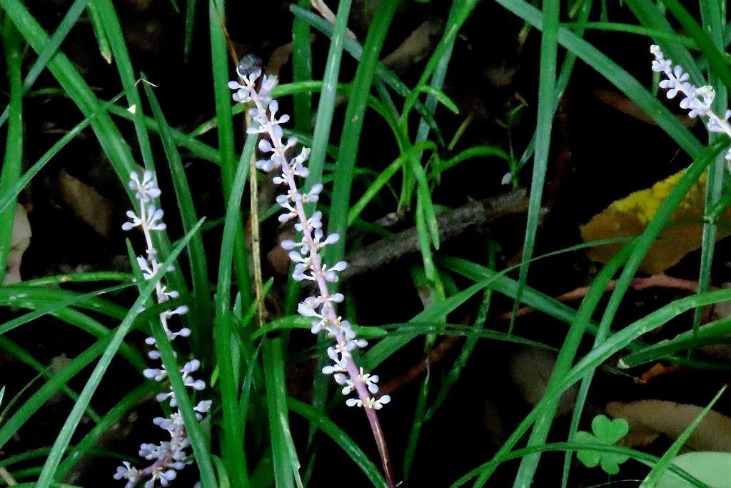 鼠尾草