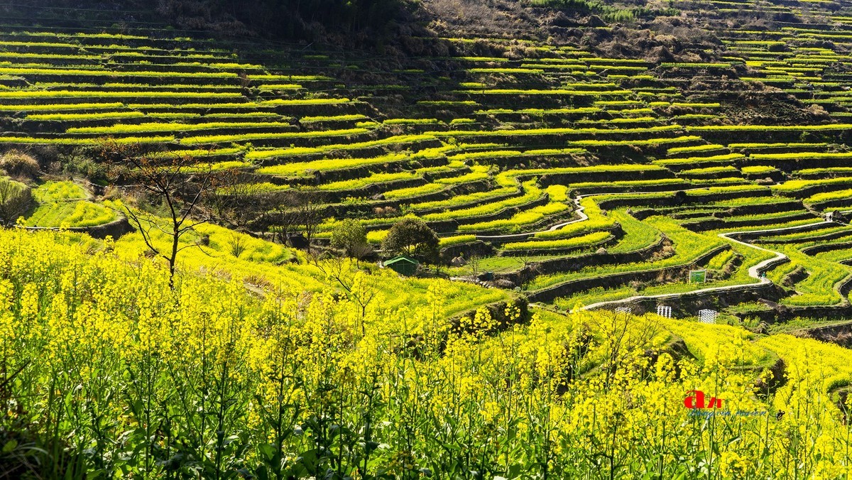 三月下江南——岭南覆卮山油菜花梯田（7）