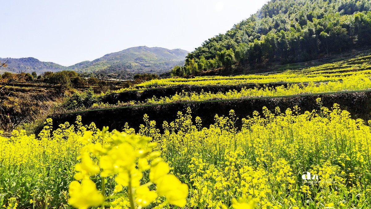 三月下江南——岭南覆卮山油菜花梯田（7）
