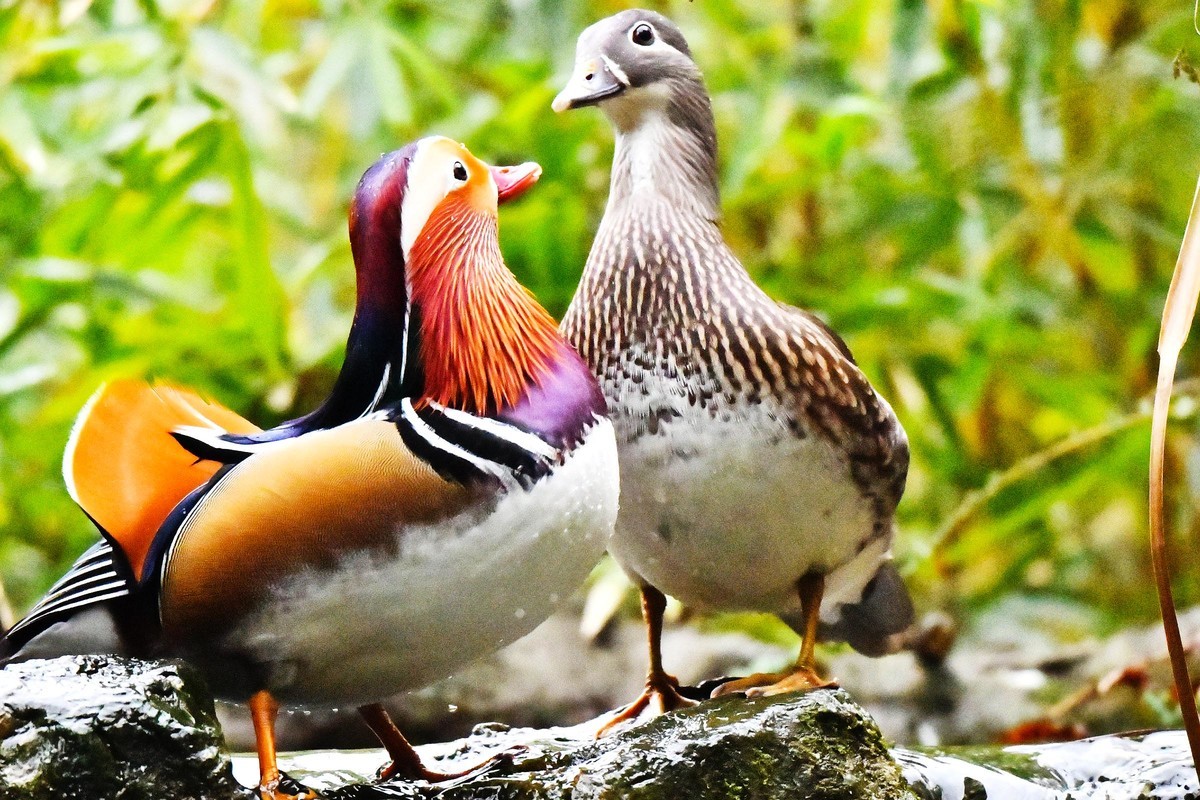 酷暑难耐 恩爱鸳鸯