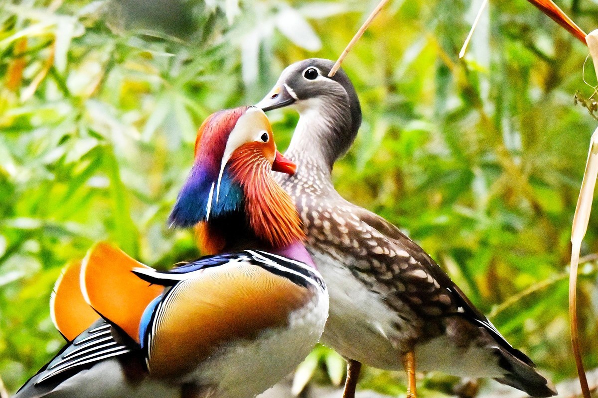 酷暑难耐 恩爱鸳鸯