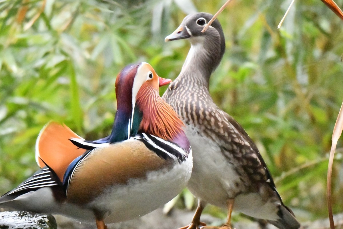 酷暑难耐 恩爱鸳鸯