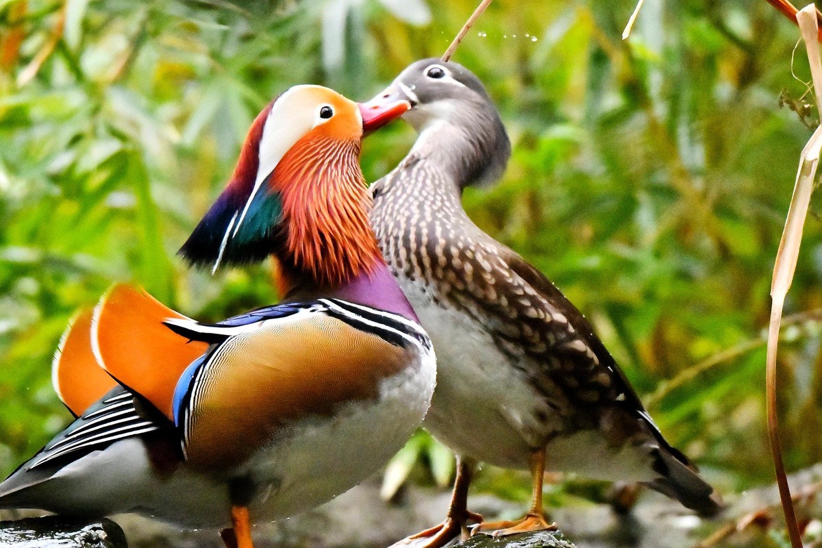 酷暑难耐 恩爱鸳鸯