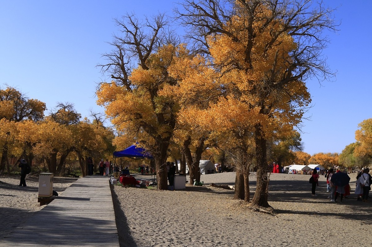 《风光摄影》胡杨林